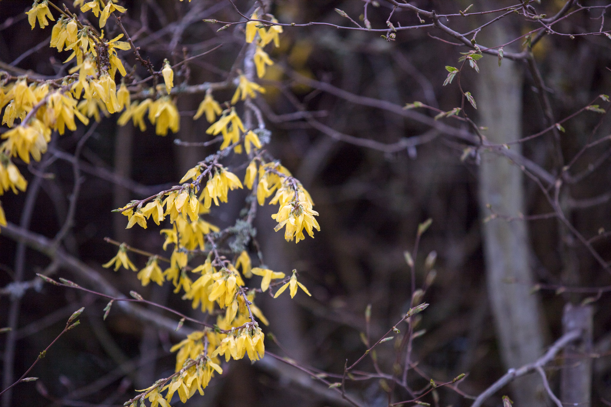 20220409142619 DP013954